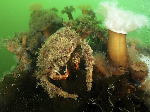Spider crab (Maja squinado) camouflages itself with algae in the green water. Dive site Rinvyle, Co. Galway, Irish Sea, North Atlantic, Ireland