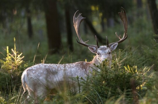 Dama dama, fallow deer, fallow deer, mammals, shovelers, mammals