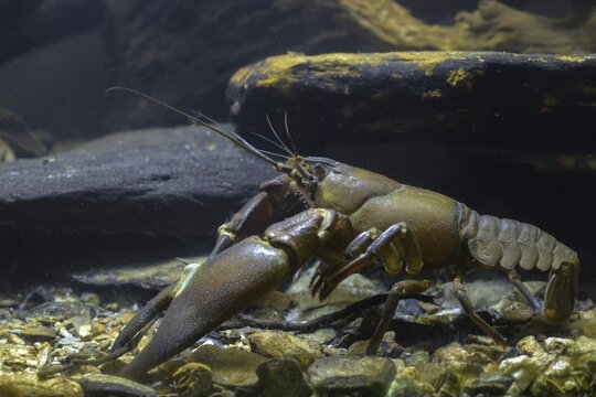 American crayfish, astacoid, astacus leniusculus, crayfish, Californian crayfish, pacifastacus leniusculus, signal crayfish