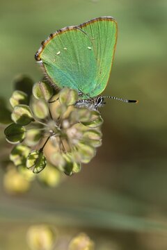 Blackberry tip, Callophrys Rubi, Gren Hairstreak, green pointed butterfly, high size, portrait format, insects, butterfly, butterflies, butterflies