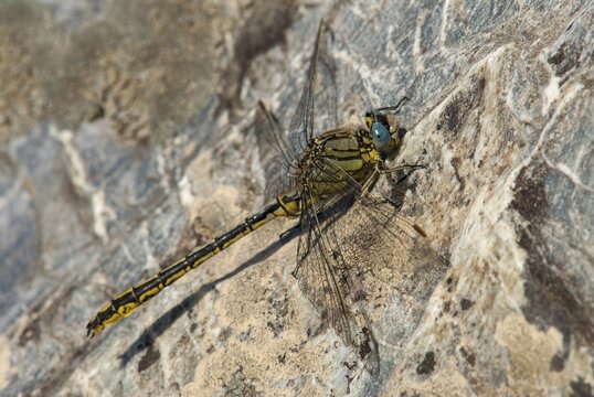 Gomphus pulchellus, western wedge maids, damselflies, dragonflies, Extremadura, insects, dragonflies, odonata, Spain