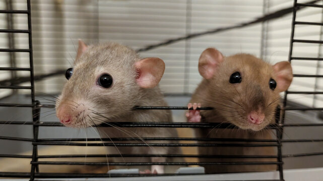 A close-up of a pair of сute decorative fancy rats with small round ears and long whiskers peeking out of the door of an iron cage looking straight into the camera