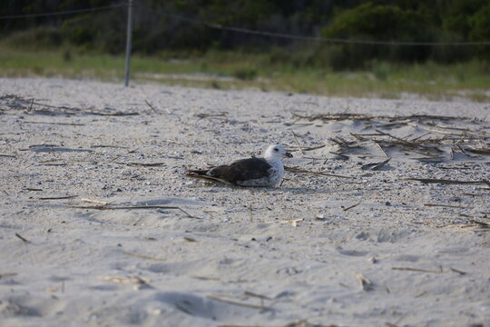 A seagull laying to roost in the sand on the banks of the ocean.