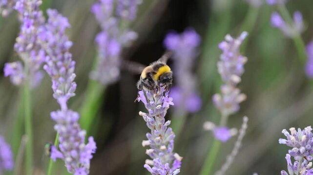 bee on lavender, bumble bee collecting sweet necter from lavender