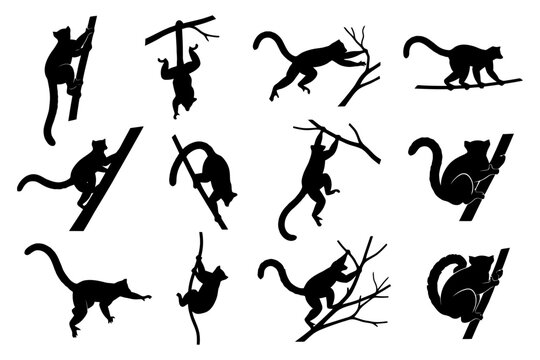 Silhouette illustrations of lemurs engaging in various climbing activities on branches.