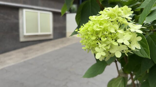 Pale Green Hydrangea and Leaves Moving in Breeze on Cloudy Day