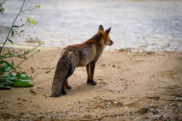 Naklejka premium Curious fox in natural habitat