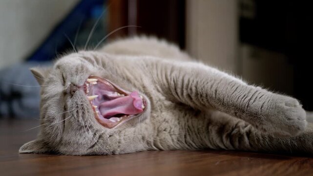 A lovely British Shorthair cat lies relaxed on a wooden floor, staring directly at the camera. Concept of domestic pet relaxation, cozy home life, and peaceful animal companionship.
