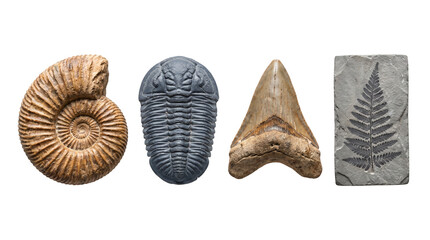 Collection of Prehistoric Fossils Including Ammonite Trilobite Shark Tooth and Fern Imprint Isolated PNG Cutout © creativestock