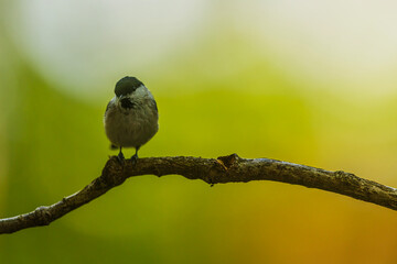 Marsh Tit perches quietly on branch against luminous green woodland background outdoors © michal