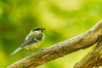Great Tit perches on sloping branch surrounded by vivid green woodland foliage © michal