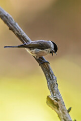 Marsh Tit calls from upright weathered branch against warm blurred woodland background © michal