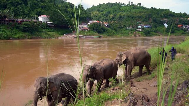 Asian elephant and mahout walking along a lush riverbank near a tropical riverside village in Southeast Asia
