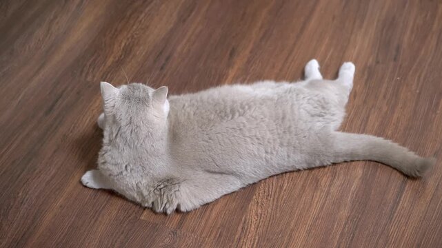 A fluffy British Shorthair cat lies flat with hind legs stretched out on a polished brown wooden floor. Concept of pet relaxation, funny cat behavior, laziness, and comfortable home life.