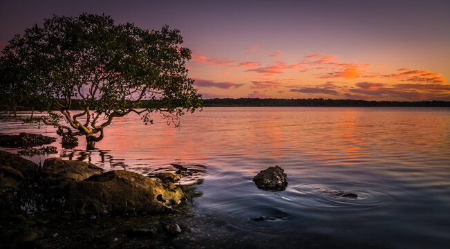 Dramatic Sunset over a coastal tree, Newcastle, New South Wales, Australia