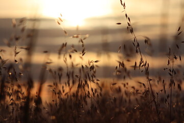 Obraz premium Dry wild grass blurred in warm golden sunset light with bokeh effect