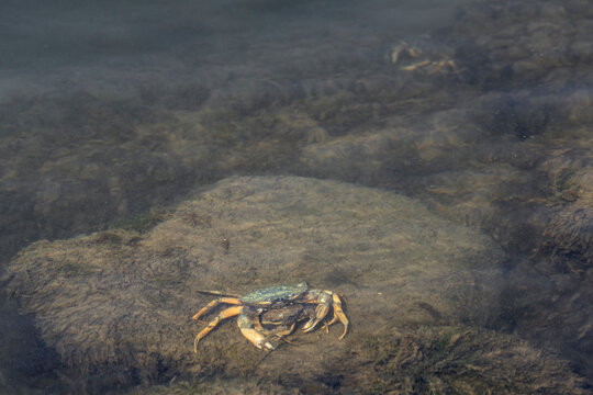 W&auml;hrend der Paarung umarmt das M&auml;nnchen der Gemeinen Strandkrabbe (Carcinus maenas) das Weibchen und schirmt es so gegen Konkurrenten ab, Krebstiere, Juni, Thorsminde, D&auml;nemark