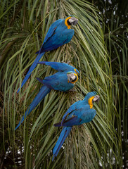 Blue and yellow macaw in Brazil © Harry Collins