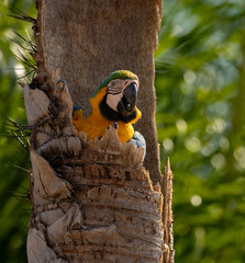 Blue and yellow macaw in Brazil © Harry Collins