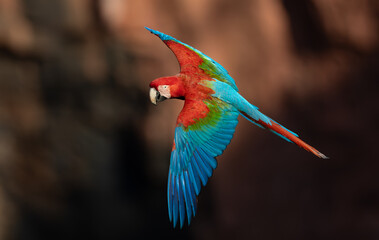 A red and green macaw in the Pantanal, Brazil © Harry Collins