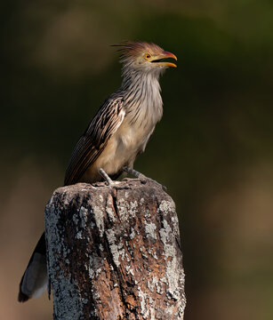 Guira cuckoo in the Pantanal, Brazil