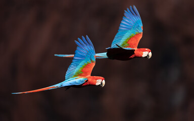 A red and green macaw in the Pantanal, Brazil © Harry Collins