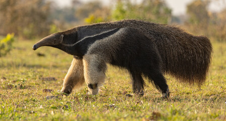 Naklejka premium A giant anteater in Brazil