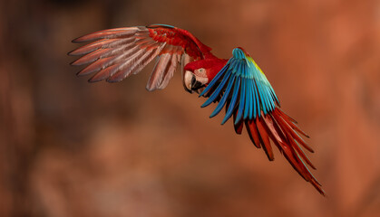 Fototapeta premium A red and green macaw in the Pantanal, Brazil