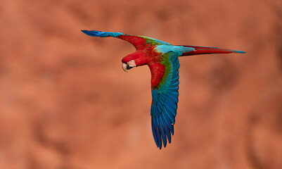A red and green macaw in the Pantanal, Brazil © Harry Collins