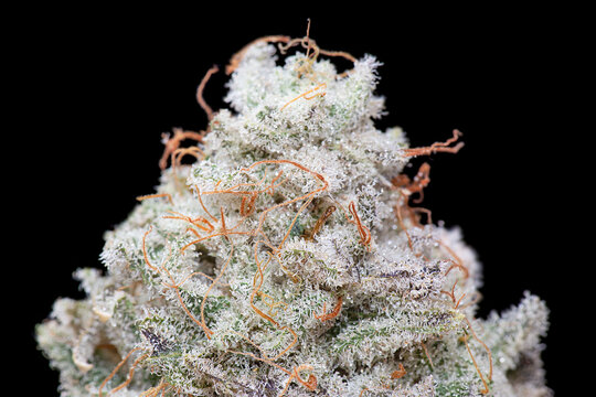 Cannabis