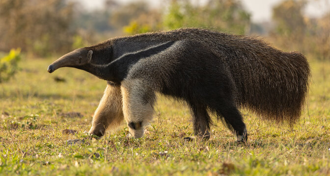 A giant anteater in Brazil