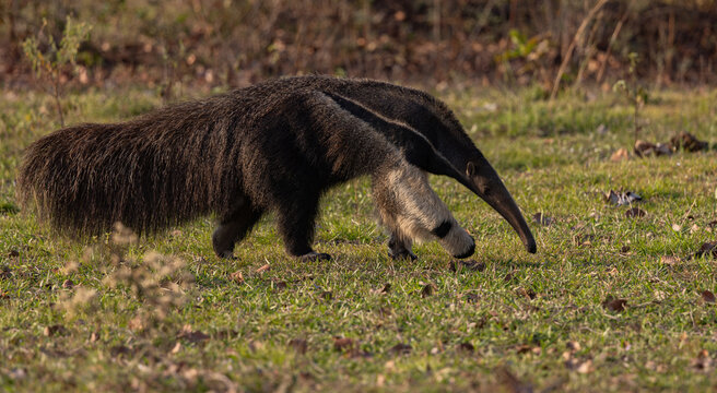 A giant anteater in Brazil