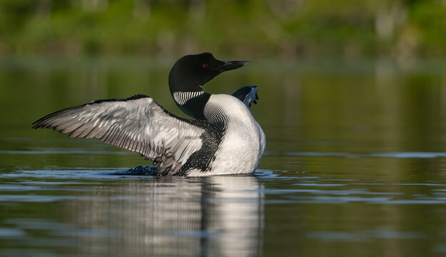 A common loon in northern Maine 