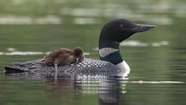A common loon in northern Maine 