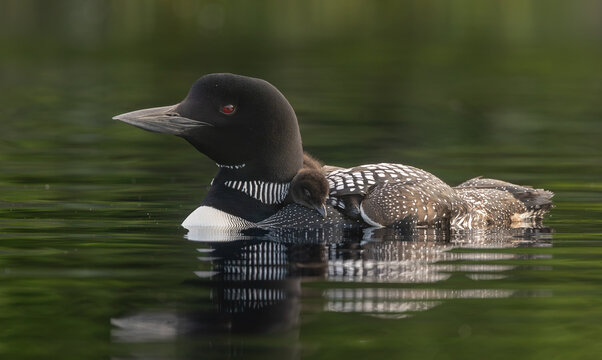 A common loon in northern Maine 