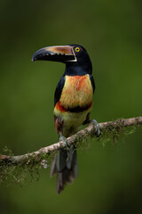 Naklejka premium An aracari in Costa Rica 