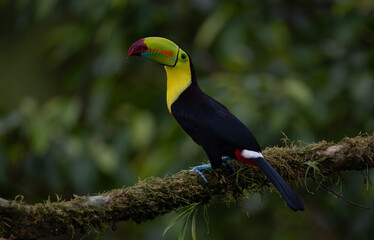 A toucan in Costa Rica  © Harry Collins