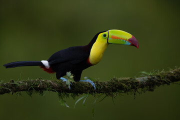 A toucan in Costa Rica  © Harry Collins