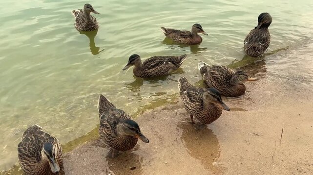 Ducks standing in shallow water near the shore of a lake or reservoir, waterfowl wildlife, peaceful nature, aquatic habitat, outdoor scenery.