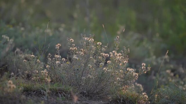 Hoary False Goldenaster perennial plant closeup in Texas summer landscape, shows soft plant in nature.