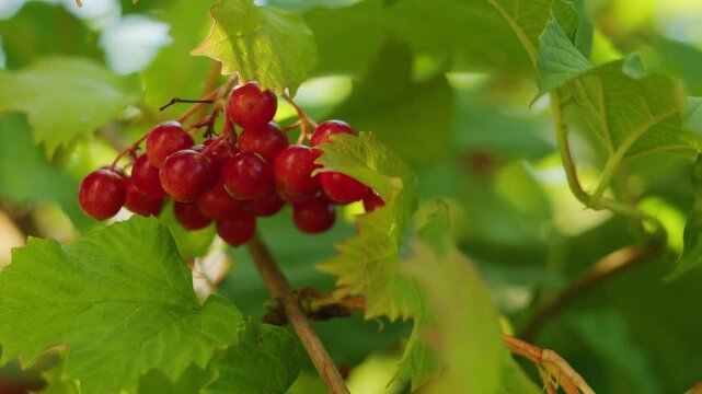 Vibrant Red Guelder Rose Berries Glistening on Green Foliage in Sunlight