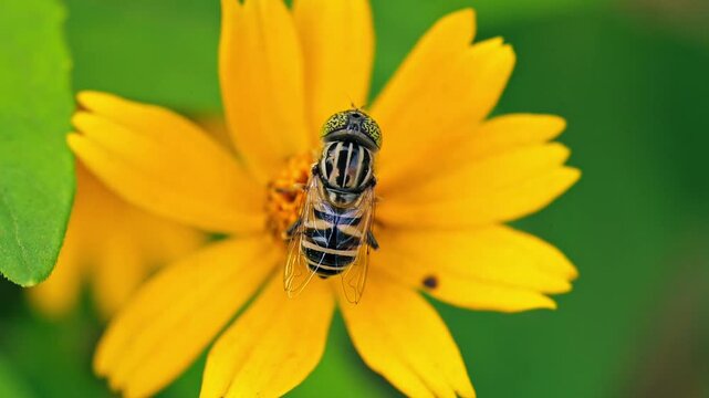 Close-up of a striped blow fly (Chrysomya) collecting nectar from a yellow creeping oxeye daisy flower (Sphagneticola trilobata). Slow motion, top-down angle view.