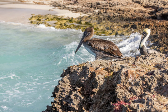 Juvenile brown pelican in Cuba. 