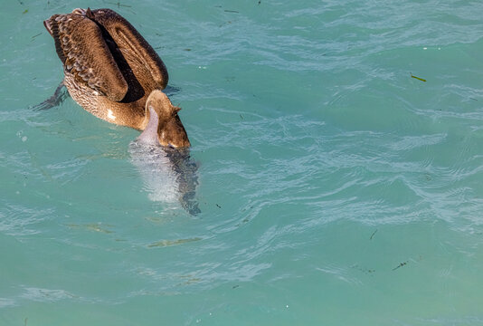 Juvenile brown pelican fishing in Cuba. 
