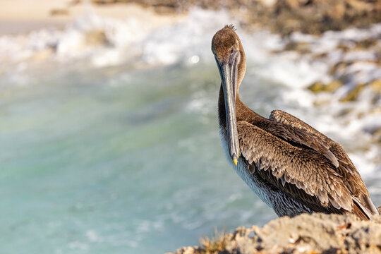 Juvenile brown pelican in Cuba. 