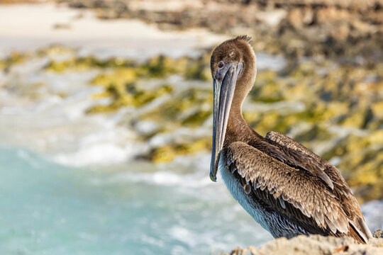 Juvenile brown pelican in Cuba. 