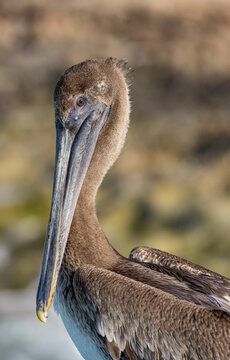 Juvenile brown pelican in Cuba. 