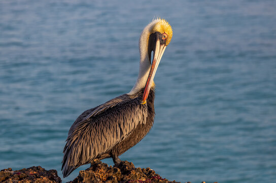 Brown Pelican