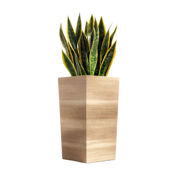 decorative snake plant laurentii cutout isolated illustration on transparent background