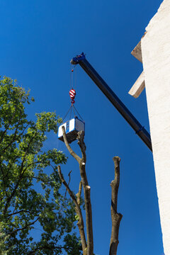 Holzf&auml;llarbeiten wegen Eschensterben